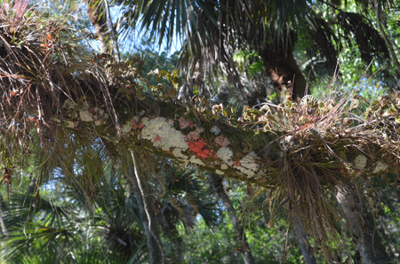 Resurrection fern, tillandsia and lichens