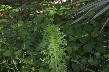 Dogfennel and muscadine grape vine