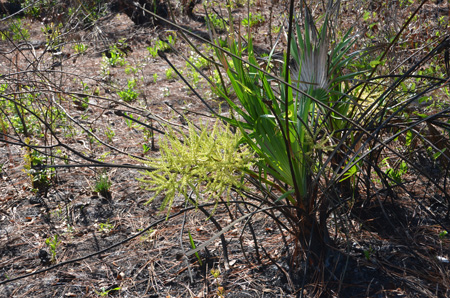 Palmetto with inflorescence