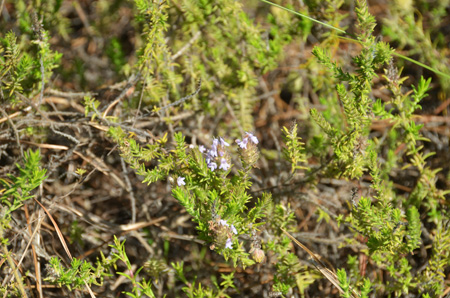 Wild pennyroyal