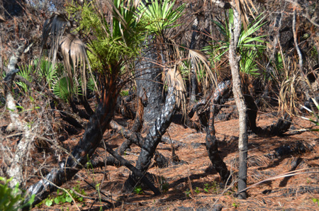 Saw palmetto with fire damage