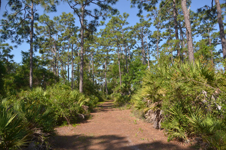 Trail with slash pines and palmettos