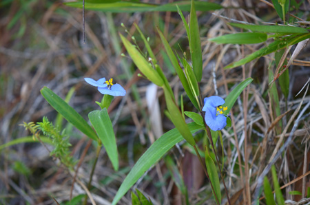 Whitemouth dayflower