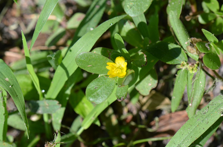 Common purslane, aka little hogweed