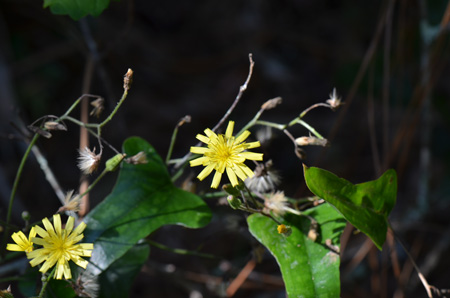 Queen-devil blossom with saw greebrier vine