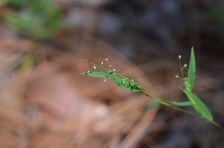 Basketgrass