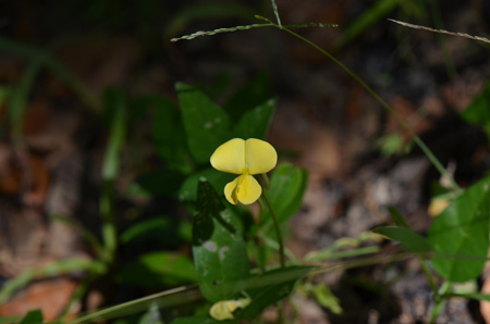 Hairypod cowpea