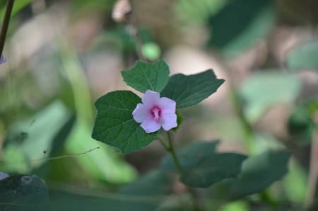 Caesar weed, non-native/invasive