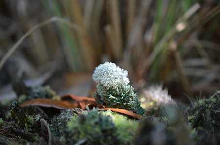 Lichen