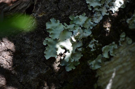 lichen