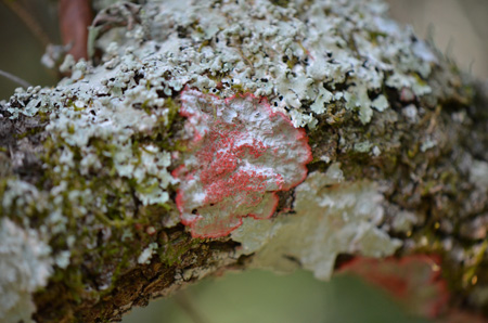 Christmas wreath lichen
