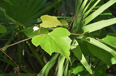 Calusa grape