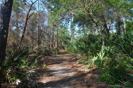 Trail with palmettos and oaks