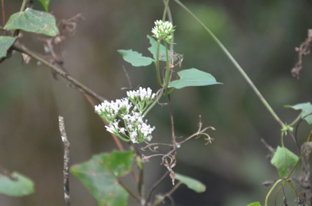 Climbing hempvine or hempweed