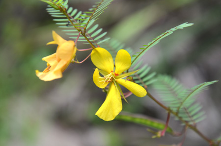 Partridge pea