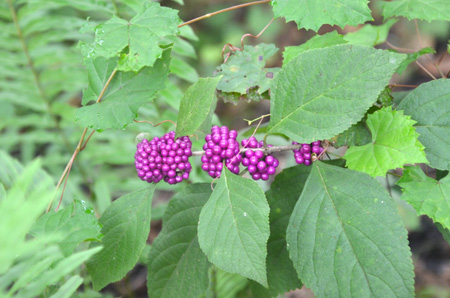 ripe fruit - American beautyberry