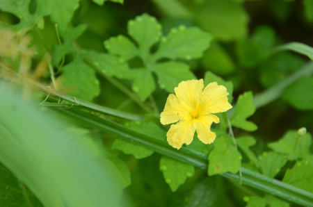 Bitter melon/balsam apple, non-native/invasive