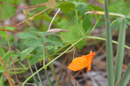 Bitter melon, spent bloom