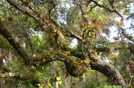 Live oak with tillandsias and ressurection ferns