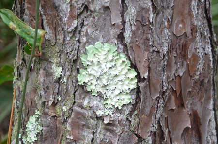 Lichen