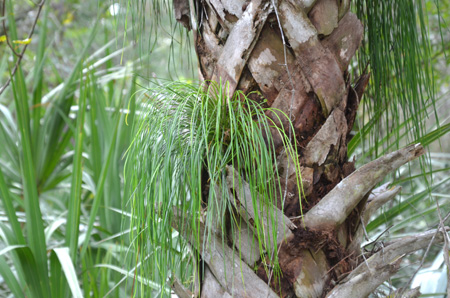 Shoestring fern