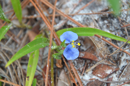 Whitemouth dayflower