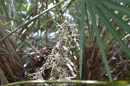 Spanish moss