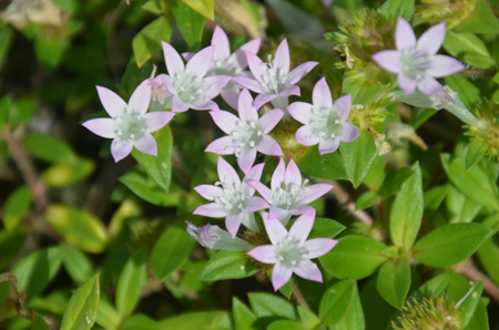 Largeflower pusley, non-native/invasive