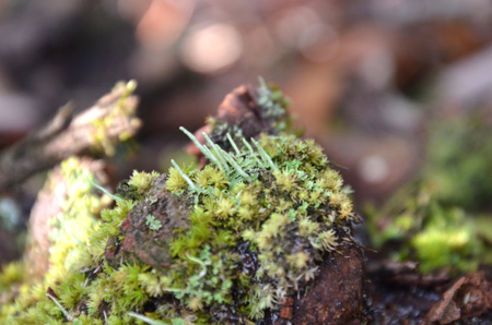 Mosses and lichen