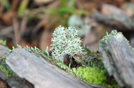 Lichen and moss