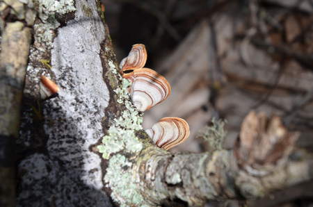 Turkey tail mushroom