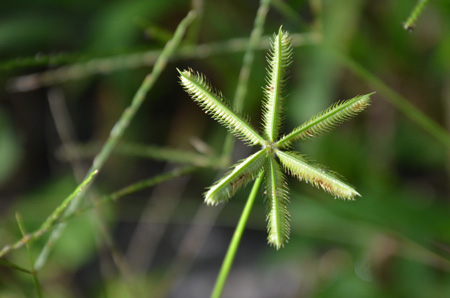 Crowfoot grass, non-native/invasive