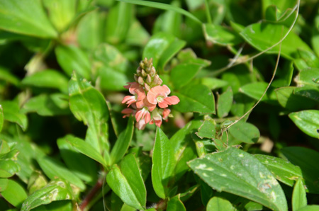 Creeping indigo, non-native/invasive