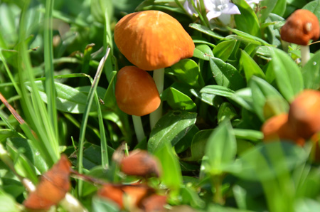 Orange bonnet mushroom