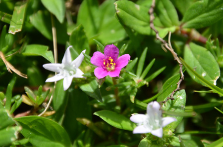 Pink purslane, aka portulaca and pusley