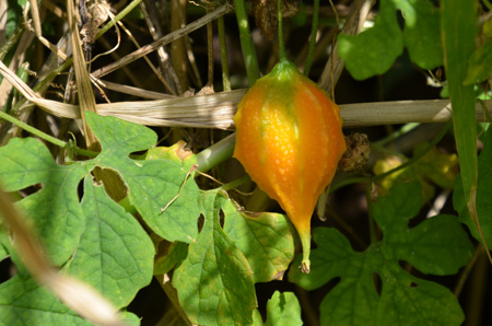 Bitter melon fruit