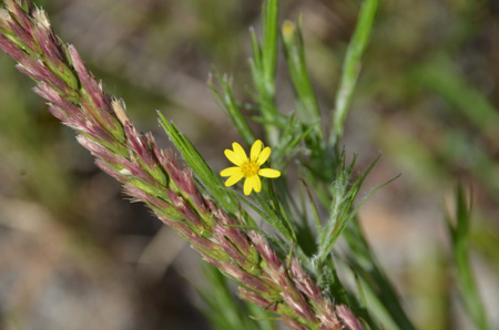 Silk grass