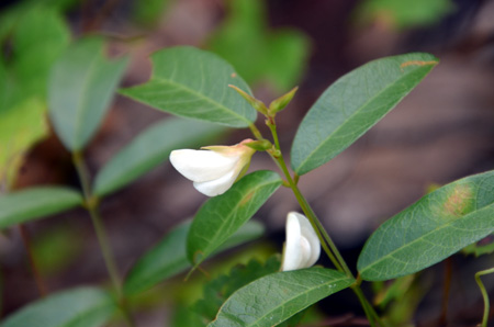 Elliott's milkpea, aka white pea