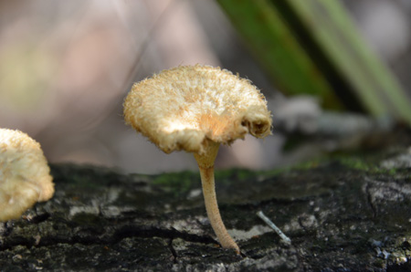 mushroom