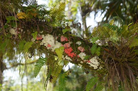 Resurrection ferns and lichens