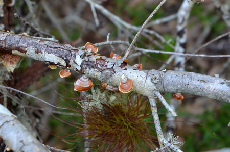 Turkey tail mushroom and tillandsia