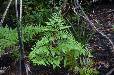 Bracken fern and rosary pea