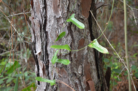 Smilax vine