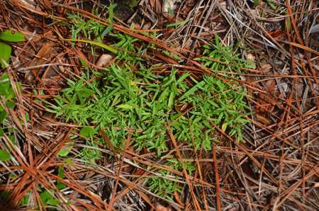 Basketgrass