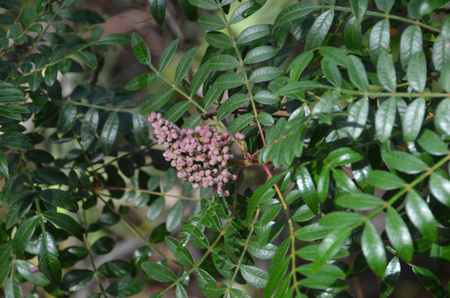 Winged sumac