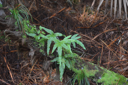 Golden polypody fern