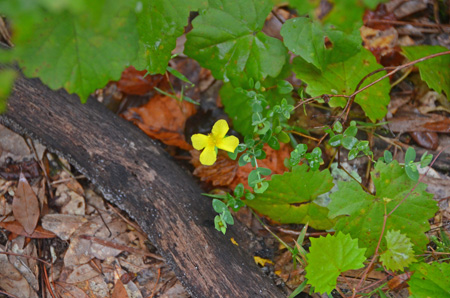 Four-petal St. John's wort