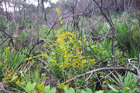 Goldenrod, probably Chapman's