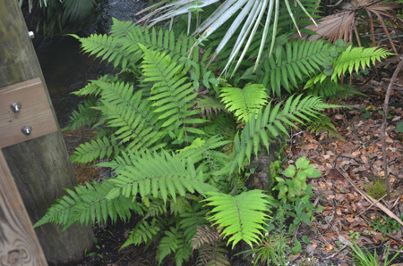 Southern shield fern