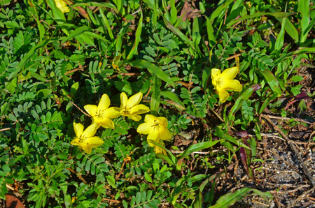 Puncture vine, non-native/invasive